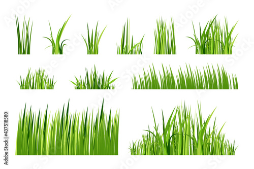 Set of green spring grass. Isolated on white background. Vector illustration.