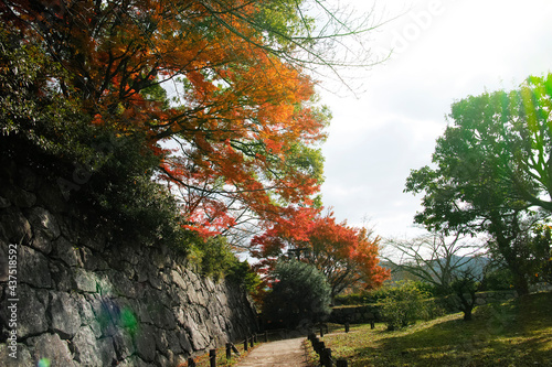 tree in the park
