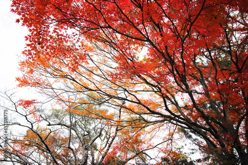 red autumn trees