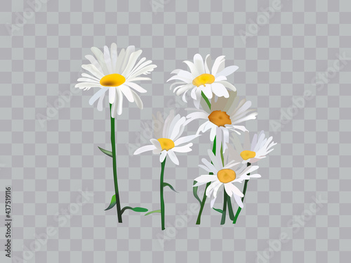 Bouquet realistic daisy, camomile flowers. Seasonal sales.
