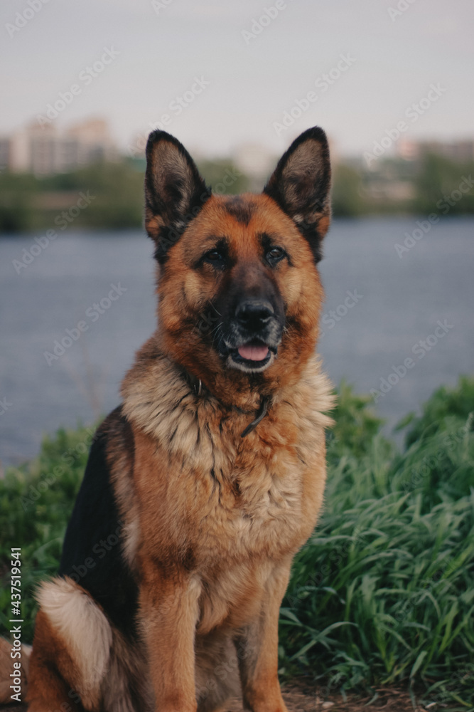 dog, pet, german shepherd