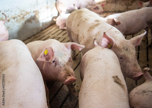 Canvas Print Dirty pigs in their stable