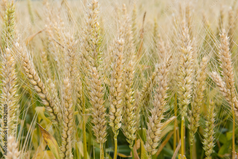 Wheat field. Ears of ripe wheat close up