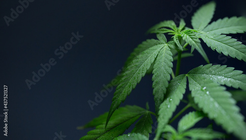 leaves medical cannabis close-up, macro shooting on a dark background.