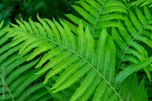 background e green fern leaves close up