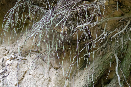 System korzeniowy splątane korzenie na tle piasku