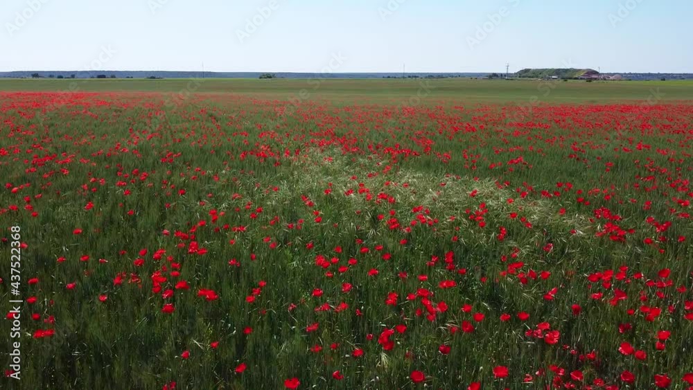 Wild Red poppies field in springtime. Abstract background with poppies in the field. Wild Red poppies field in springtime. Abstract background with poppies in the field.