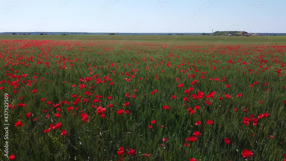 Wild Red poppies field in springtime. Abstract background with poppies in the field. Wild Red poppies field in springtime. Abstract background with poppies in the field.