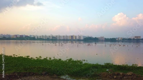 Migratory birds spotted on water marshland near the city of Chennai. Painted Stork , White Pelican , White Egret and other birds fishing on Pallikaranai wetland. photo