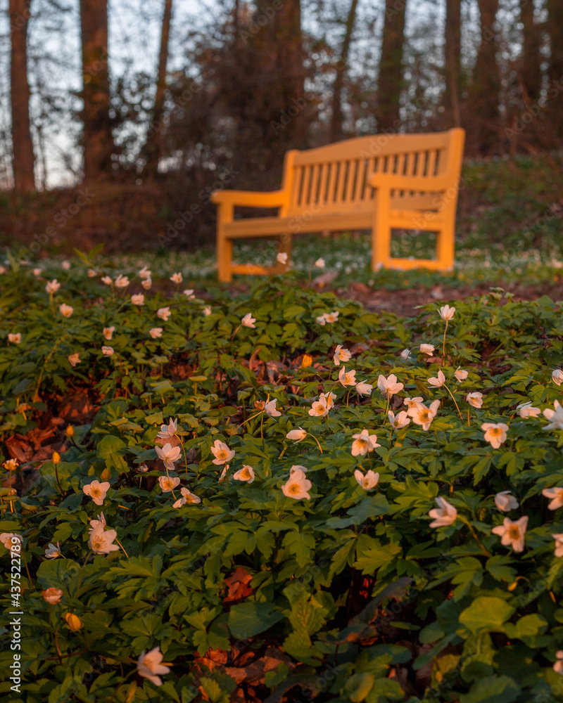 Obraz premium park with flowers