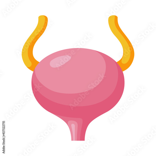 Urinary bladder cartoon icon. Excretory system part storing urine from kidneys. Human viscus.