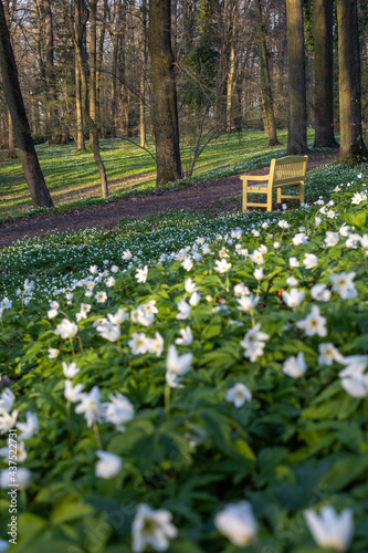 Fototapeta Naklejka Na Ścianę i Meble -  park with flowers