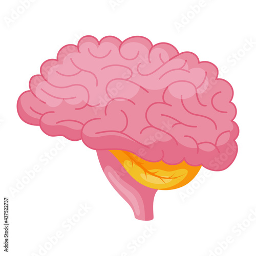 Brain cartoon icon. Encephalon, cerebrum, cerebral cortex anatomy clipart. Human organ.