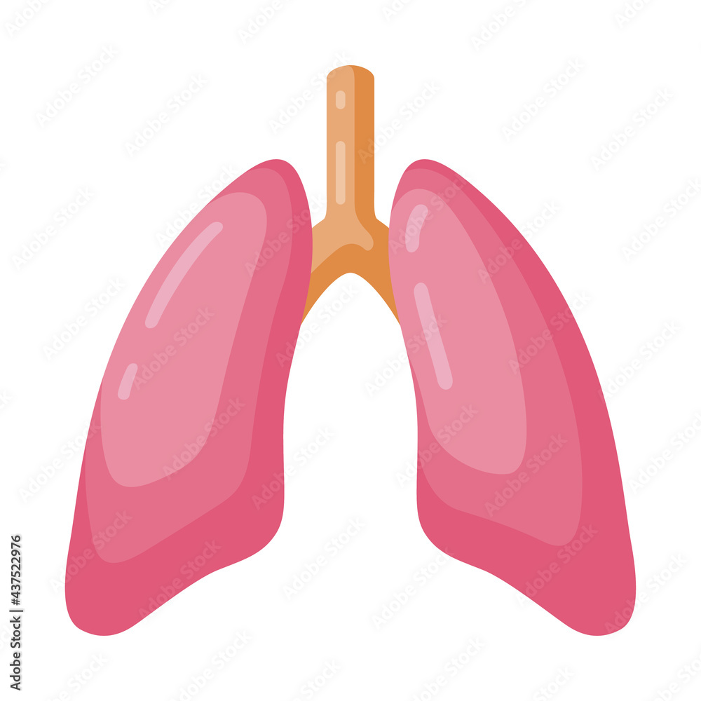 Lungs, trachea, bronchi anatomy cartoon icon. Respiratory system paired ...