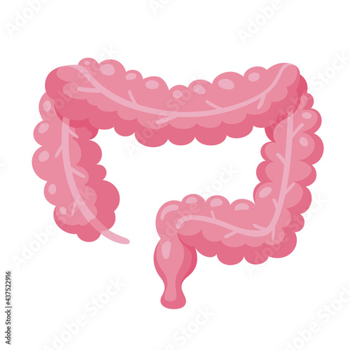 Intestines anatomy cartoon icon. Large bowel, colon, rectum clipart. Intestinal canal or tract.