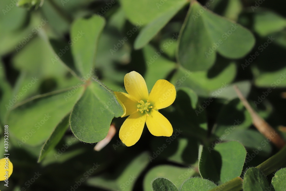 Obraz premium 春の野原に咲くカタバミの黄色い花
