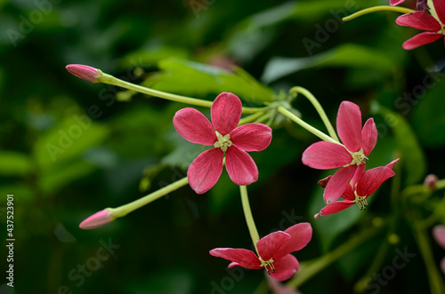 dark pink flower in dark green background (ID: 437523901)