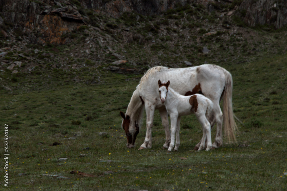 horse and foal The horse with the same child is mottled among the rocks