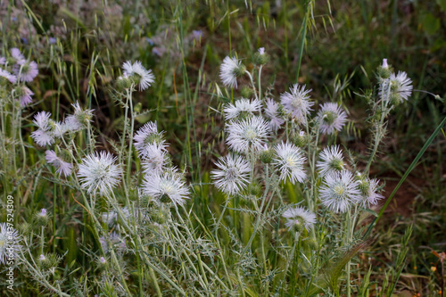 Closeup shot of growing Dianthus acicularis plants photo