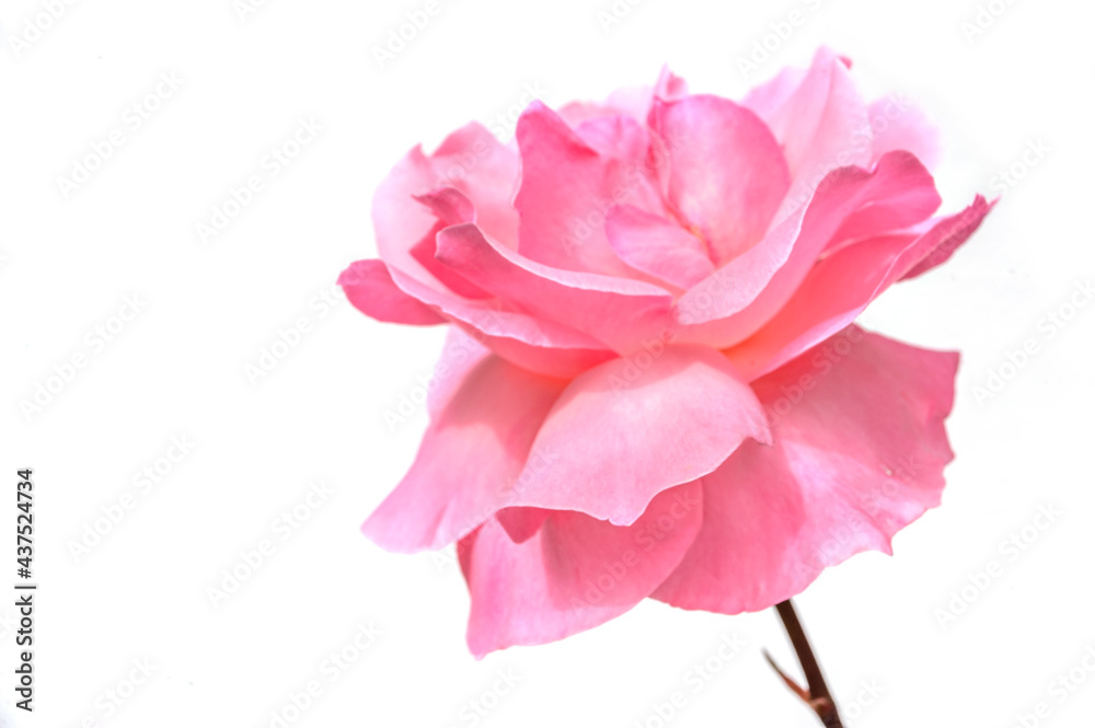 blooming pink rose close isolated