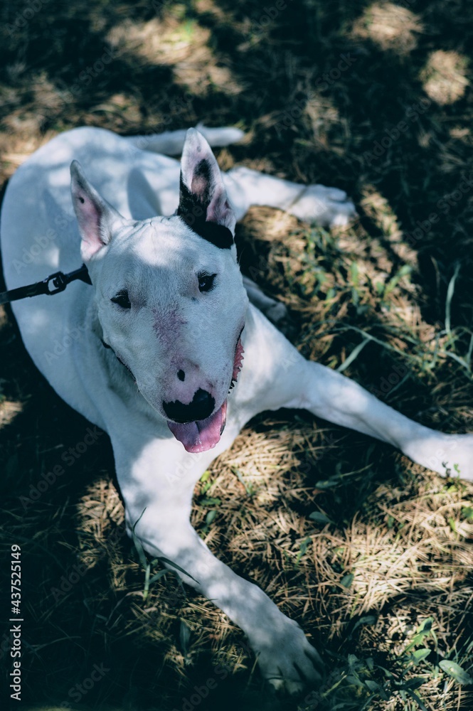 White max english bull terrier on a leash looking at camera and relaxing in shadow of coniferous trees. Five years old male. Artistic style image.