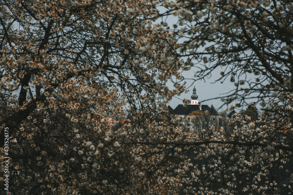 Nové Hrady castle thru cherry trees Nové Hrady castle thru cherry trees