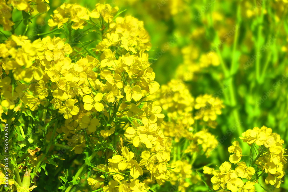 春の晴天に咲く黄色の菜の花の風景1 春の晴天に咲く黄色の菜の花の風景1