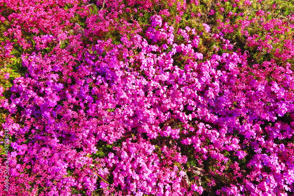 花壇いっぱいに咲くピンク色のシバサクラの風景8