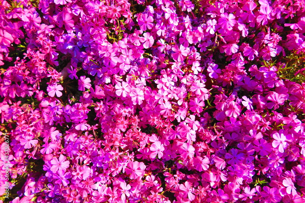 花壇いっぱいに咲くピンク色のシバサクラの風景6