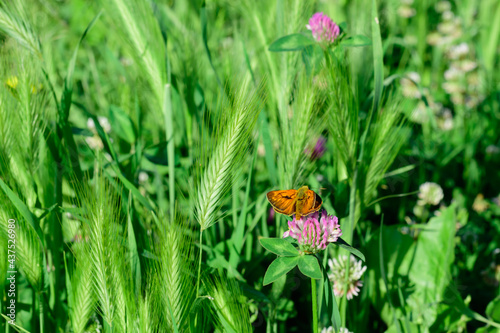 Un esemplare di farfalla posata tra le erbe spontanee di un prato. photo