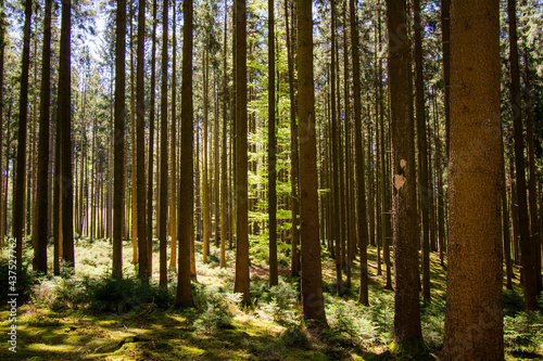 Fototapeta Naklejka Na Ścianę i Meble -  Zauberwald Sonne Bäume Baumkronen Forest Trees Grün Natur Sonnenstrahlen Peace