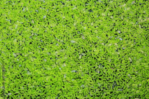 duckweed texture background stock photo