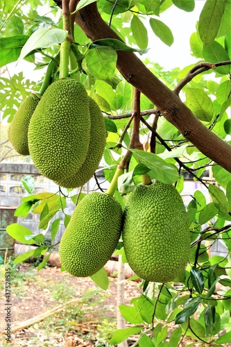 Jackfruits on the tree. stock photo 