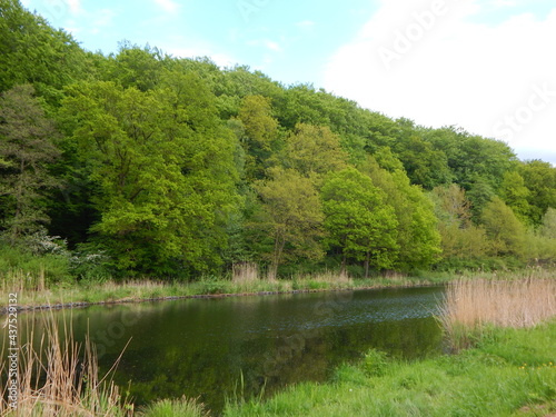 lake in the forest