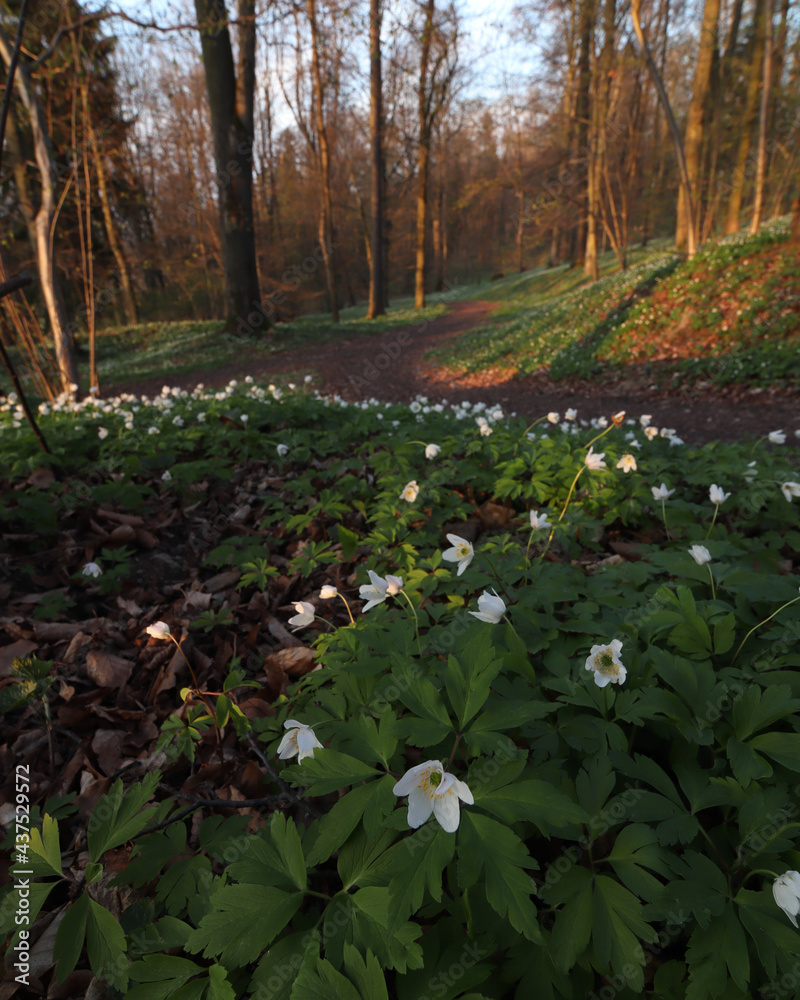 Obraz premium spring in the park