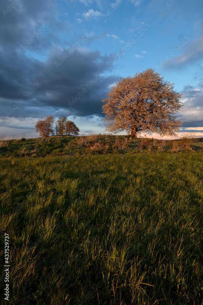 Obraz premium tree in wind with clouds