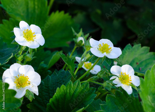 Garden strawberry flowers. Spring flowering of plants. Home garden. growing berries