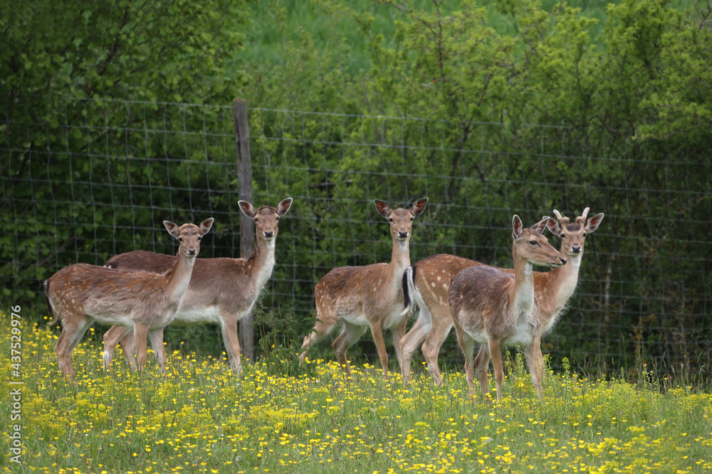 Roe deer at the edge of the forest