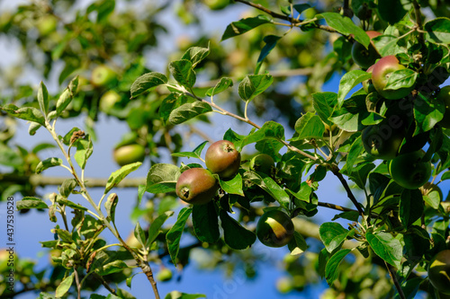 Ein Zweig mit heranreifenden Äpfel an einem Apfelbaum im Sommer (Obstanbau / Landwirtschaft)