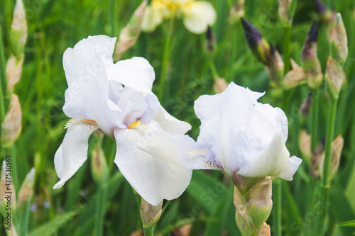 White iris.Candid.