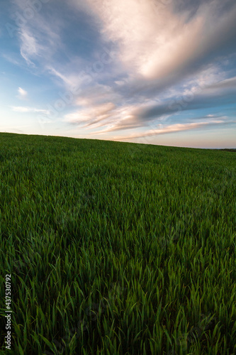 green field and blue sky