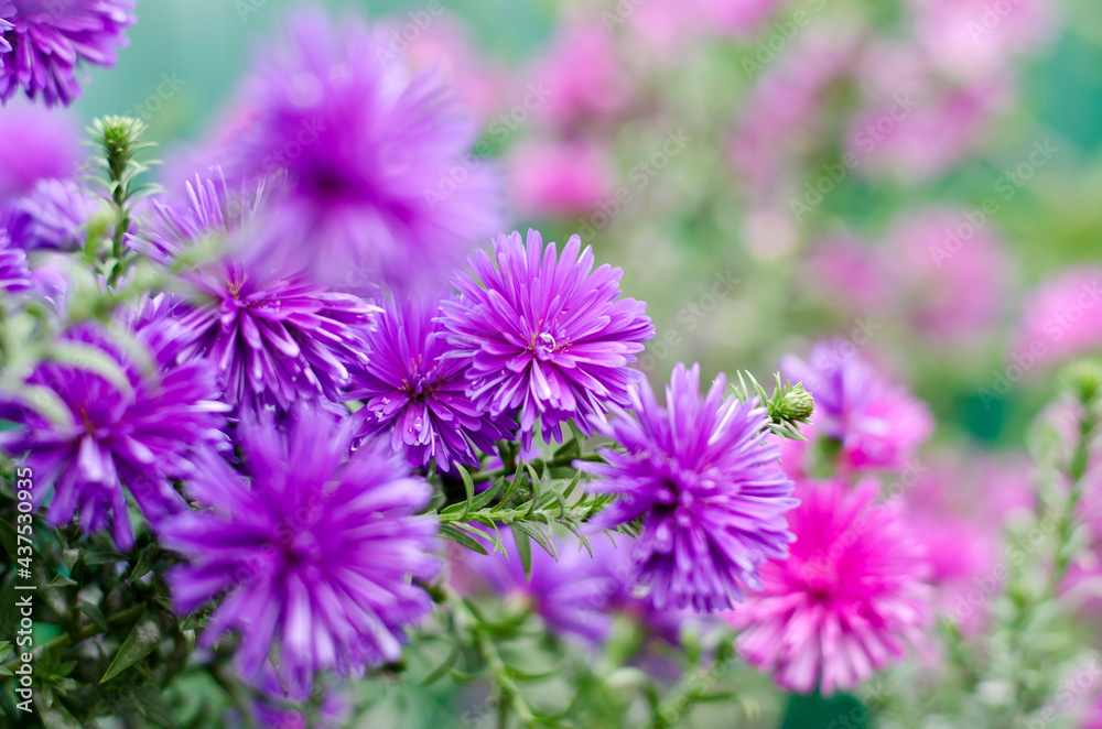 Beautiful tiny purple flowers of bushy aster (Aster dumosus) in a garden. Beautiful tiny purple flowers of bushy aster (Aster dumosus) in a garden.