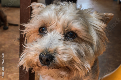 Head of a cute Yorkshire Terrier dog