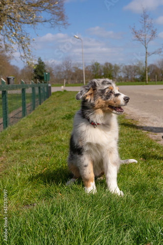 Australian Shepherd puppy is sitting in the grass. The tricolor dog sits relaxed. Seen from the front in full body