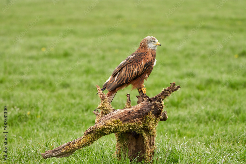 Red kite, bird of prey portrait. The bird is sitting on a stump, viewed from the side Red kite, bird of prey portrait. The bird is sitting on a stump, viewed from the side