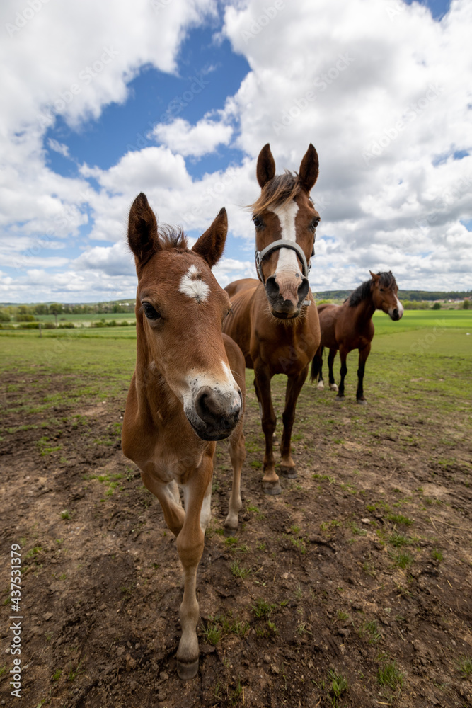 Horses on meadow Horses on meadow