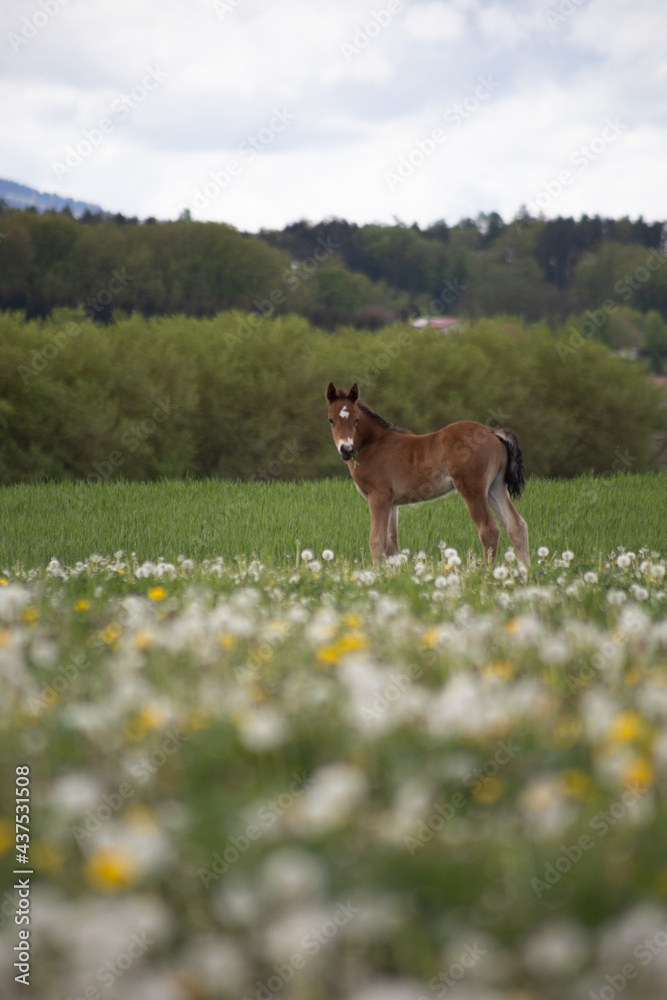 Horses on meadow