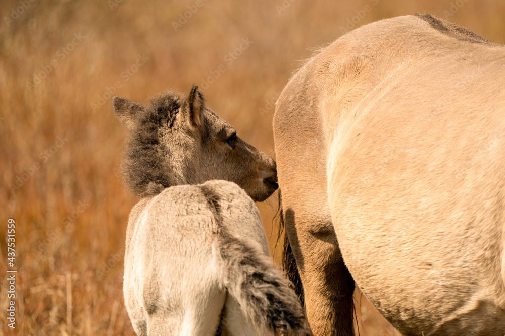 Obraz premium Mare and foal konik horses head in a nature reserve, they graze in the golden reeds