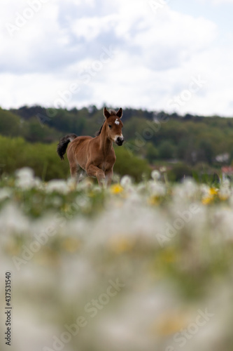 Horses on meadow