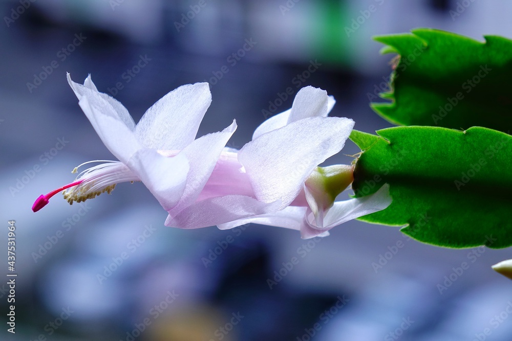 Fototapeta premium Cactus stem with white flower and bud, illuminated by the sun, against the blue background
